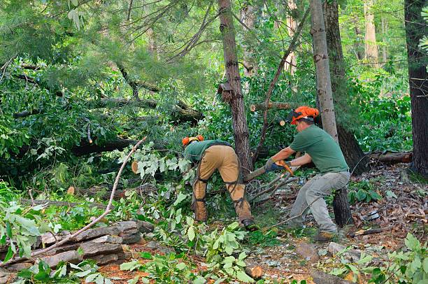 Best Stump Grinding Near Me  in Hawkins, TX